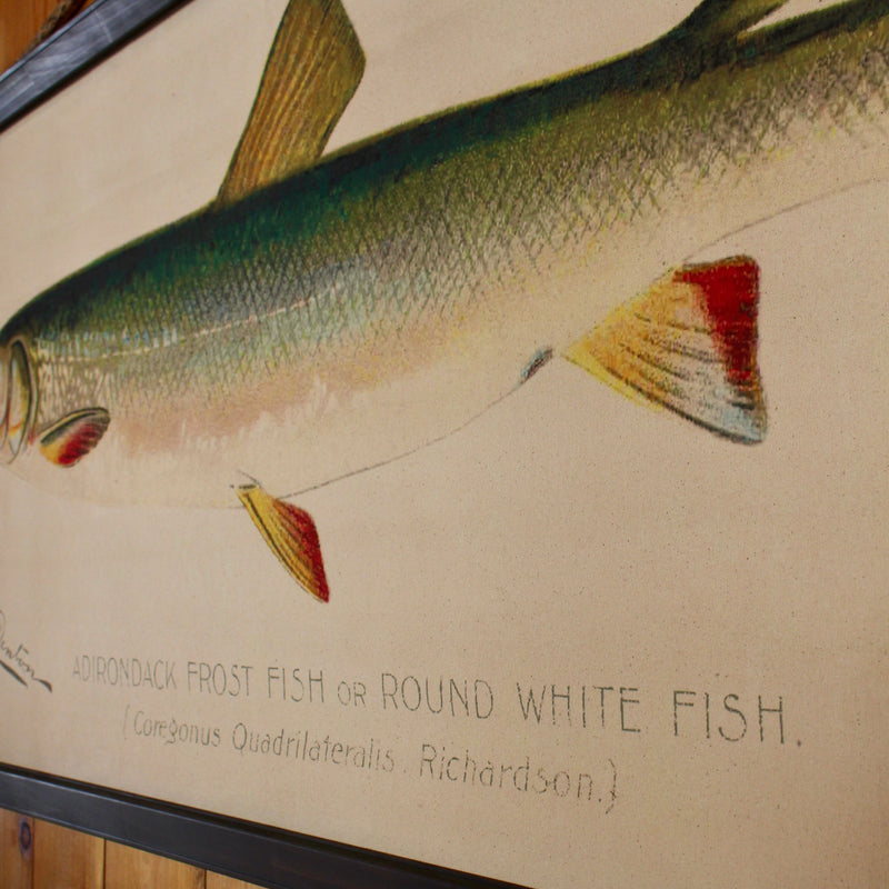 Adirondack Frost Fish on a wall canvas