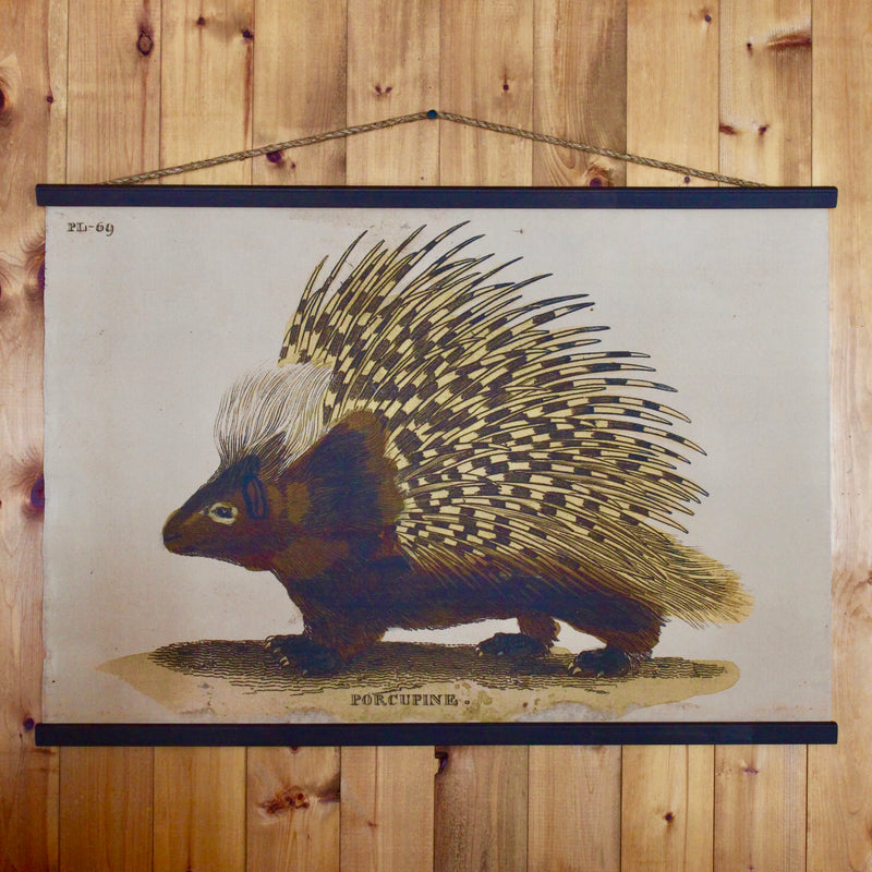 Porcupine wall Canvas