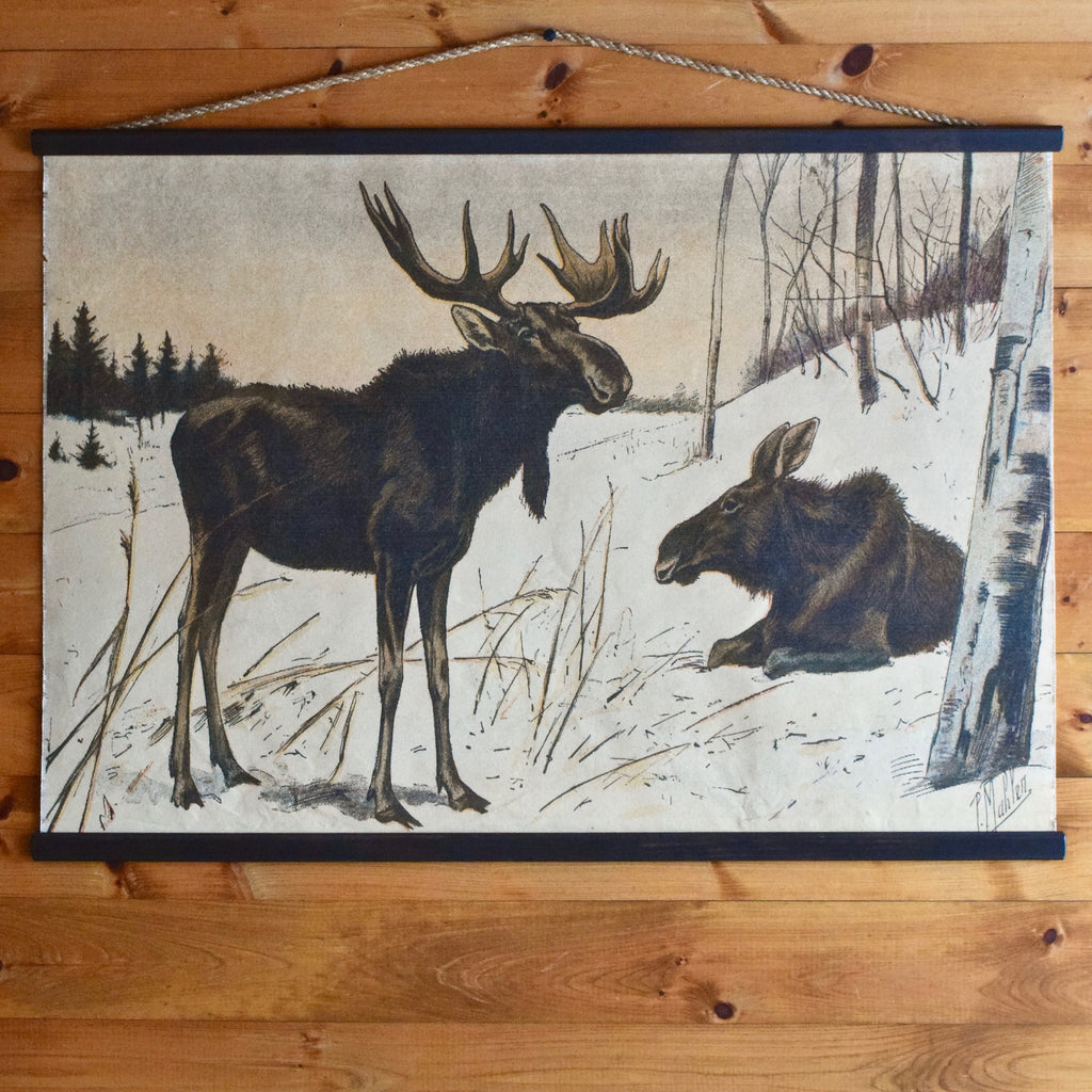 P. Mahler Chromolithograph of Moose Bull and Moose Cow in Snow in Canvas Wall Chart