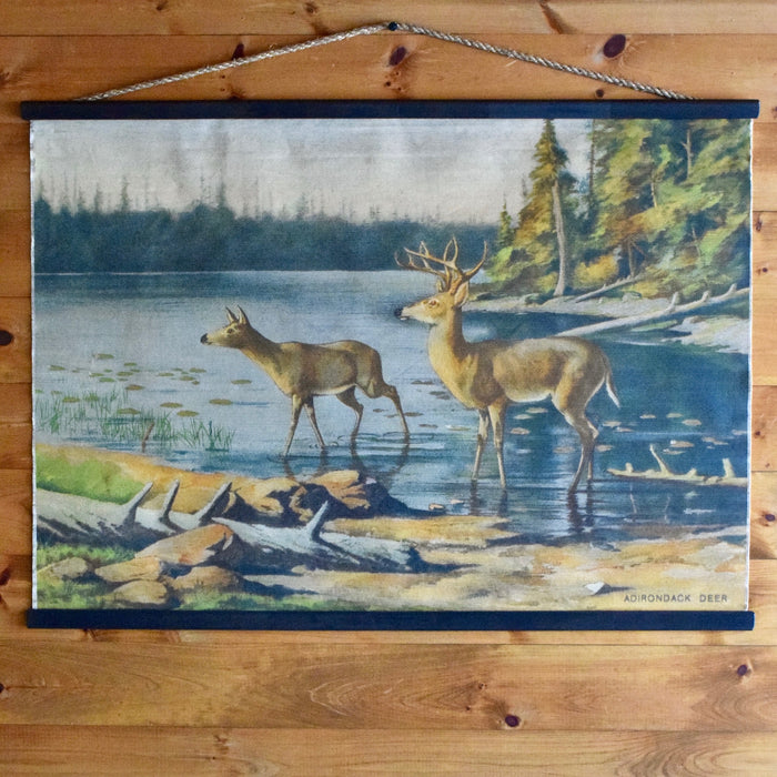 Oliver Kemp Adirondack Deer Painting Wall Chart featured in Forest Fish & Game Commission New York