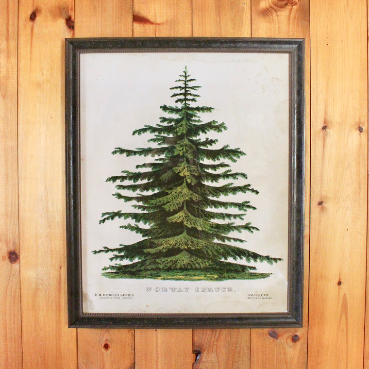 Norway Spruce
