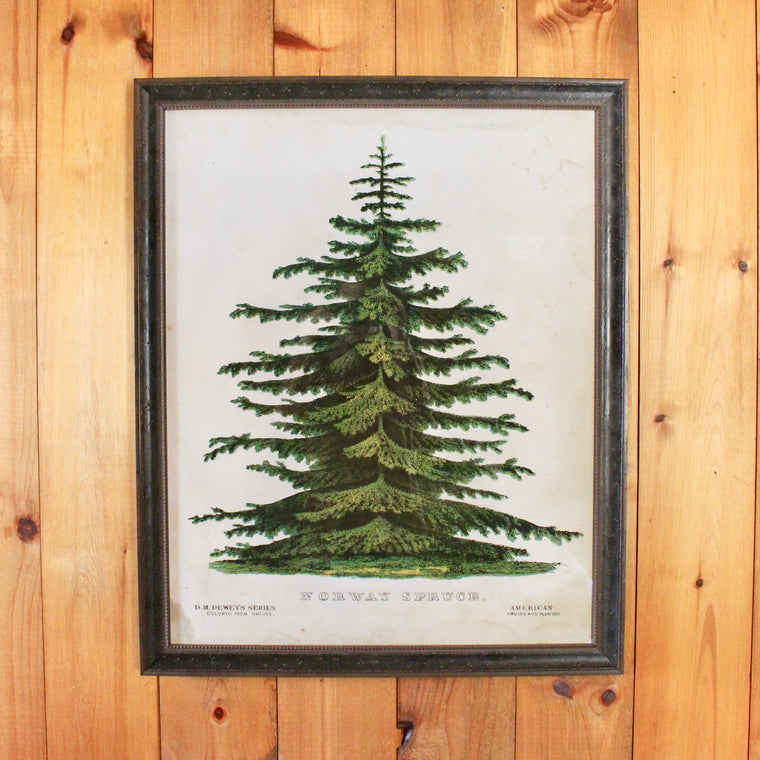 Norway Spruce