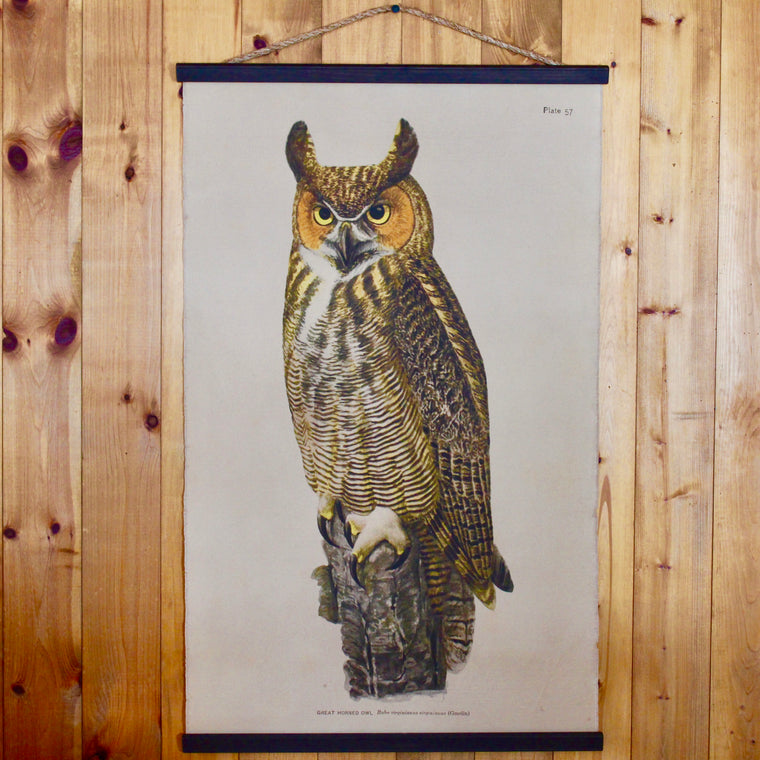 Great Horned Owl Wall Chart | Dartbrook Signature Collection