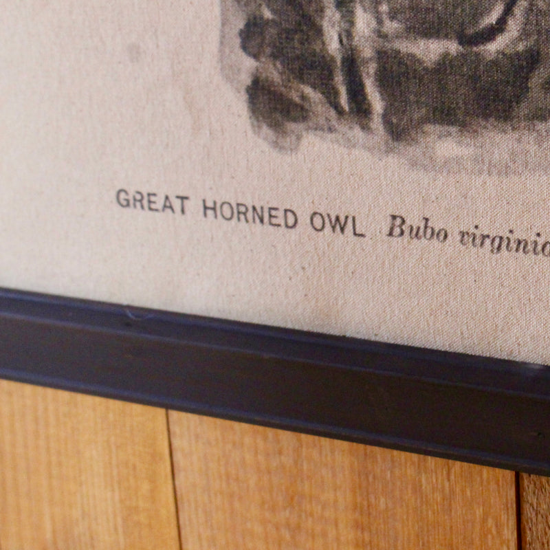 Great Horned Owl Wall Canvas