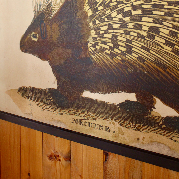 porcupine wall canvas 