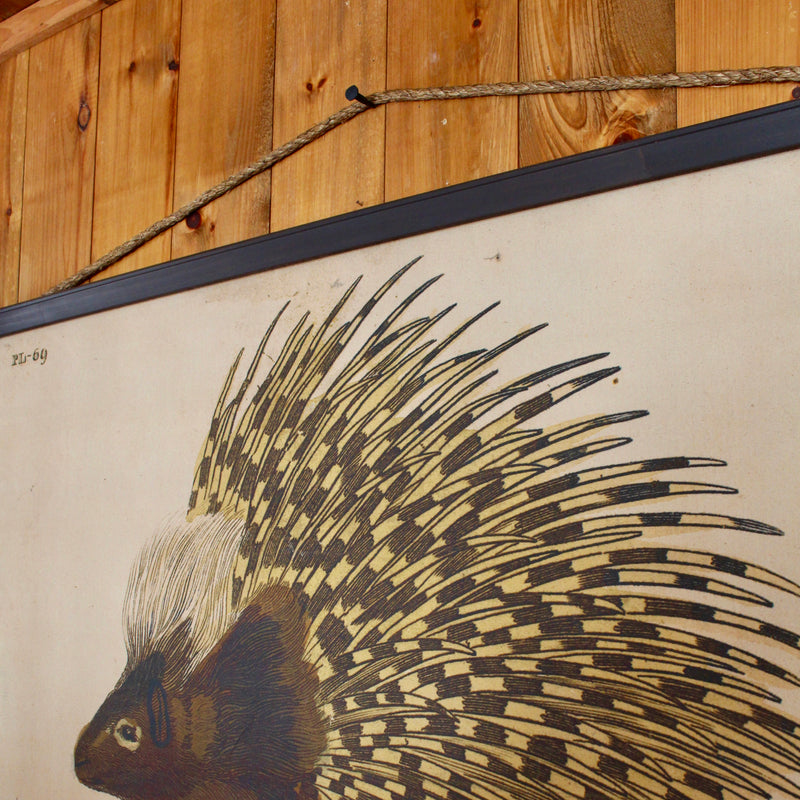 porcupine wall canvas 