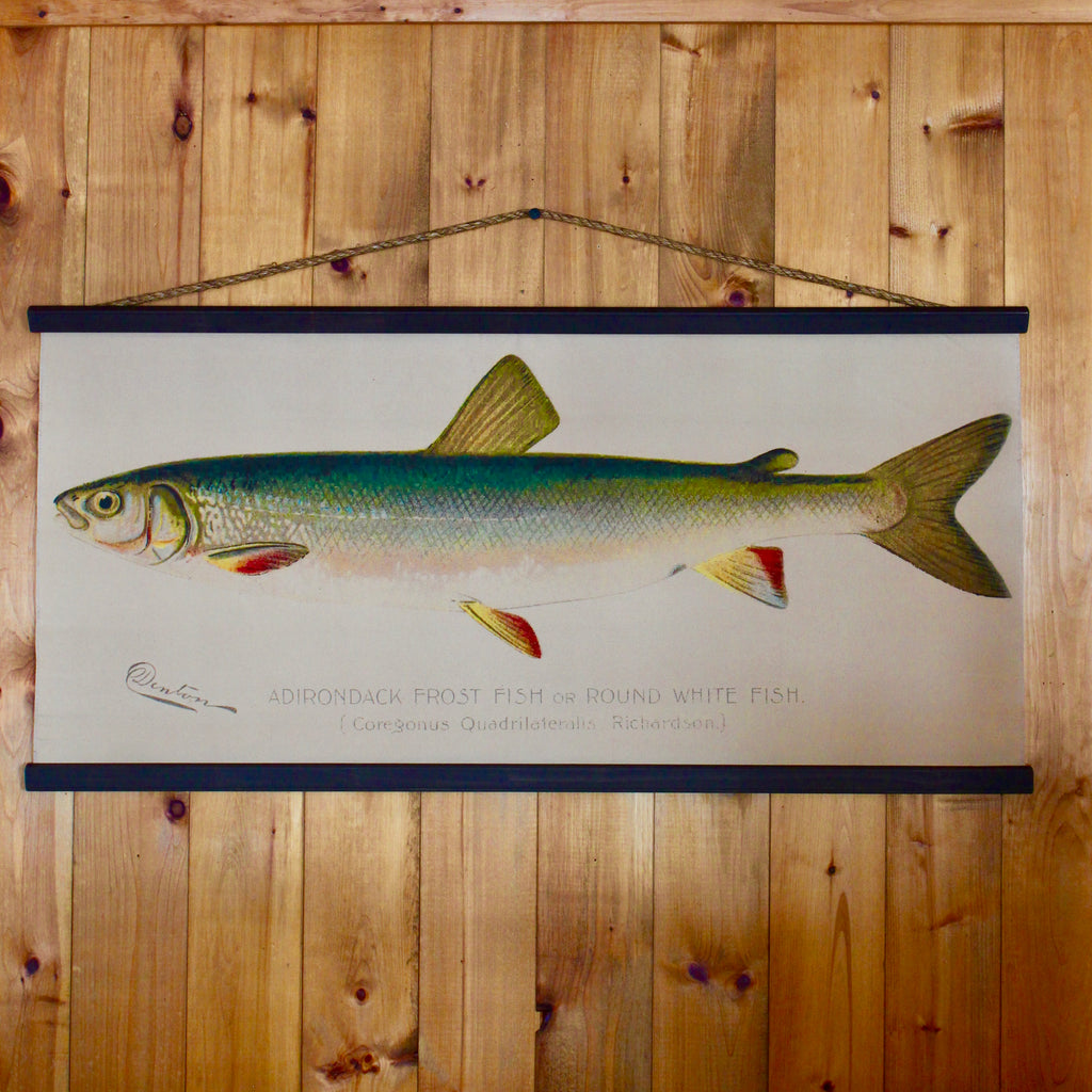 Adirondack Frost Fish on a wall canvas