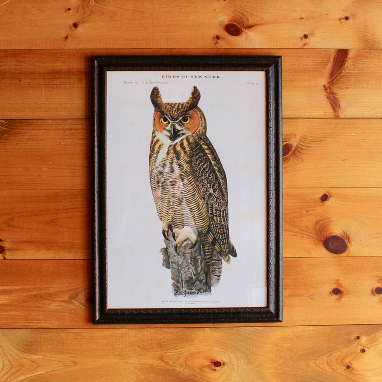 Birds of N.Y. - Great Horned Owl in Custom Frame